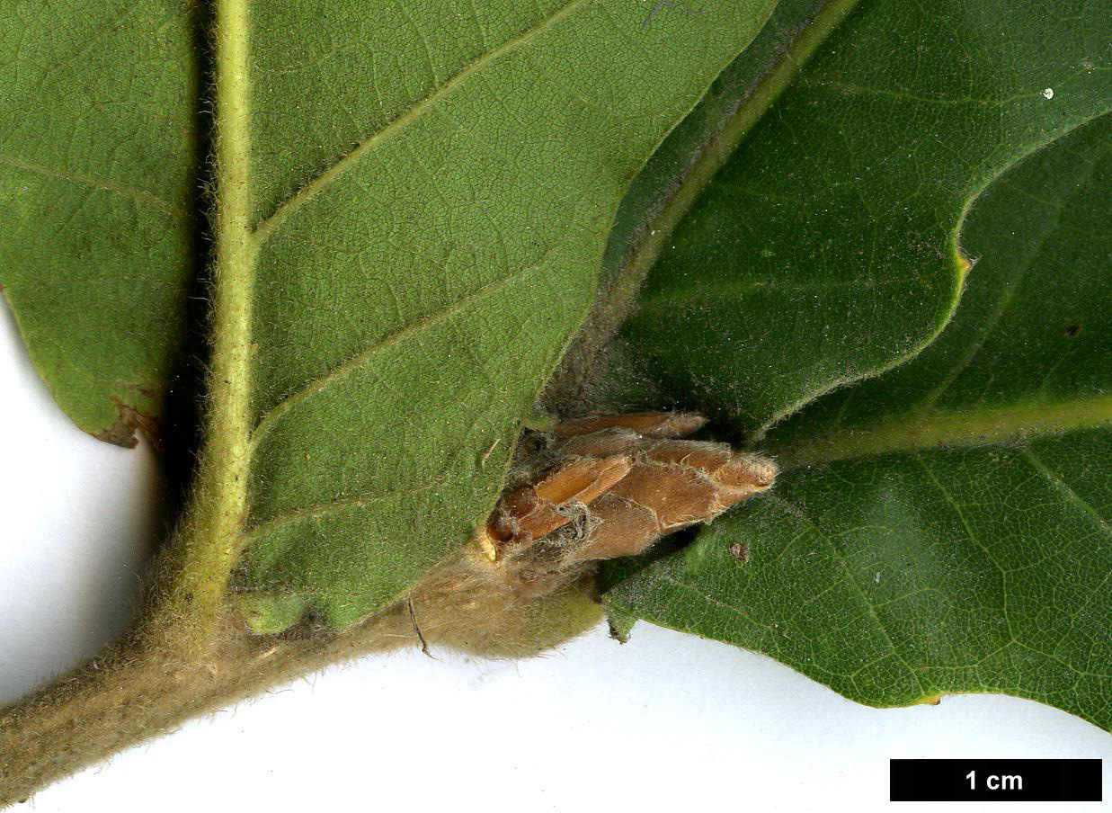 High resolution image: Family: Fagaceae - Genus: Quercus - Taxon: dentata - SpeciesSub: 'Sir Harold Hillier'